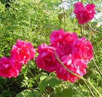 Bishop's Lodge Historic House and Heritage Rose Garden - Attractions Brisbane