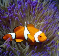 Reef HQ Aquarium - Attractions Brisbane