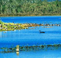 Hasties Swamp National Park - Attractions Brisbane