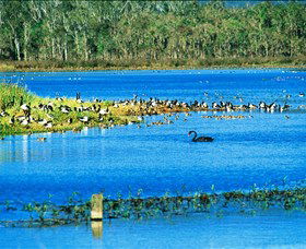 Hasties Swamp National Park - Attractions Brisbane 0