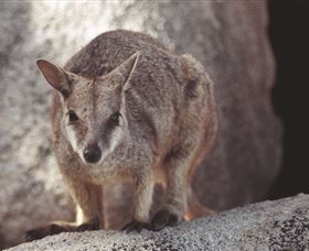 Arcadia At Magnetic Island - Attractions Brisbane 2