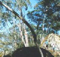 Dergholm State Park - Attractions Brisbane