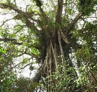 Cathedral Fig Tree - Attractions Brisbane