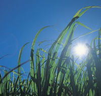 Australian Sugar Industry Museum - Attractions Brisbane