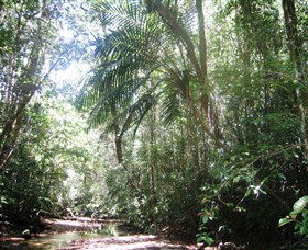 Mount Lewis National Park - Attractions Brisbane 0