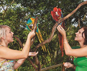 Birdworld Kuranda - Attractions Brisbane 1