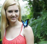 Australian Butterfly Sanctuary - Attractions Brisbane