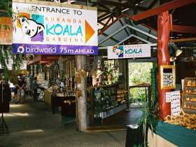 Kuranda Koala Gardens - Attractions Brisbane 3