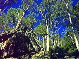 Blackdown Tableland National Park - Attractions Brisbane 3