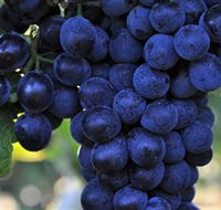 De Bortoli Wines Bilbul - Attractions Brisbane