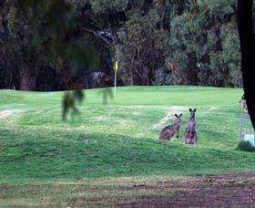 Deniliquin Golf Club - Attractions Brisbane 2