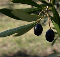 Red Rock Olives - Attractions Brisbane