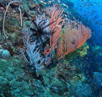 SS Yongala Dive Site - Attractions Brisbane