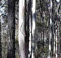 Kooyoora State Park - Attractions Brisbane