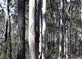 Kooyoora State Park - Attractions Brisbane 0