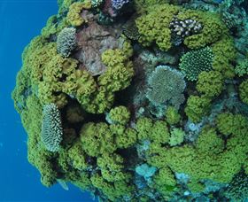 Keeper Reef Dive Site - Attractions Brisbane 0