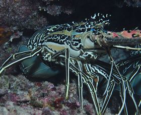 Keeper Reef Dive Site - Attractions Brisbane 2