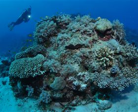 Keeper Reef Dive Site - Attractions Brisbane 1