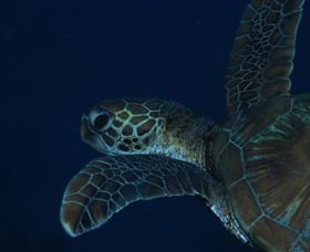Keeper Reef Dive Site - Attractions Brisbane 3