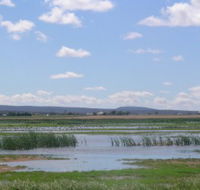 Fivebough Wetlands - Attractions Brisbane