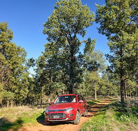Forest drive - Attractions Brisbane