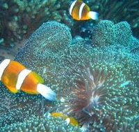 Davies Reef Dive Site - Attractions Brisbane