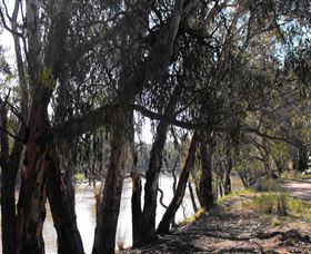 Mia Forest Drives Narrandera - Attractions Brisbane 0