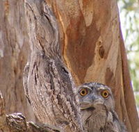 Bird Watching - Attractions Brisbane