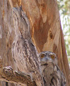 Bird Watching - Attractions Brisbane 0