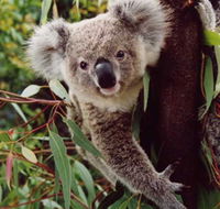 Koala Spotting Regeneration Reserve - Attractions Brisbane
