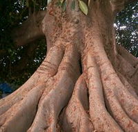 The Big Fig Tree - Attractions Brisbane