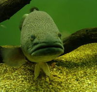 John Lake Centre - Narrandera Fisheries Centre - Attractions Brisbane