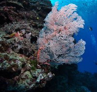 Barracuda Bommie Dive Site - Attractions Brisbane