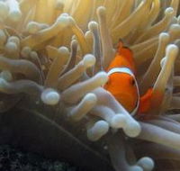 The Hangover Dive Site - Attractions Brisbane