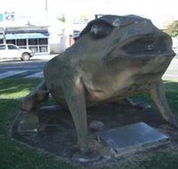 Big Cane Toad - Attractions Brisbane