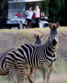 Taronga Western Plains Zoo, Dubbo - Attractions Brisbane 1
