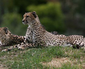 Taronga Western Plains Zoo, Dubbo - Attractions Brisbane 6