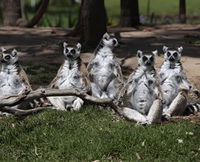 Savannah Visitor Plaza Taronga Western Plains Zoo Dubbo