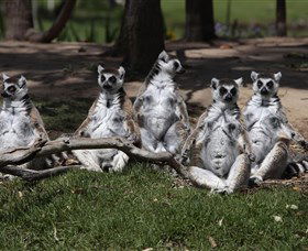 Savannah Visitor Plaza, Taronga Western Plains Zoo Dubbo - Attractions Brisbane 0