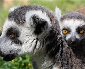 Savannah Visitor Plaza, Taronga Western Plains Zoo Dubbo - Attractions Brisbane 1