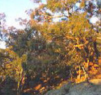 Mount Alexander Regional Park - Attractions Brisbane