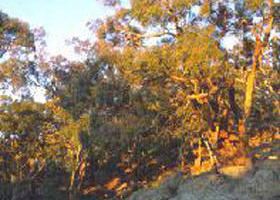 Mount Alexander Regional Park - Attractions Brisbane 0