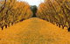 Sun Country On The Murray Farm Gate Trail - thumb 0