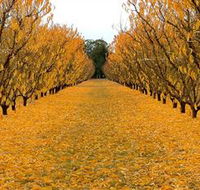 Sun Country on the Murray Farm Gate Trail - Attractions Brisbane