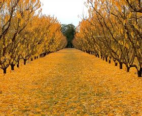 Sun Country On The Murray Farm Gate Trail - Attractions Brisbane 0