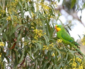 Savernake Day Tours - Attractions Brisbane 2