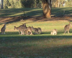 Savernake Day Tours - Attractions Brisbane 4