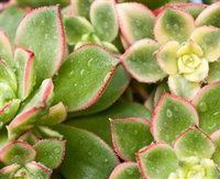 Billabong Garden Complex  Cafe