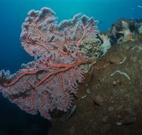 Luncheon Bay Dive Site - Attractions Brisbane