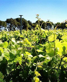 Basalt Wines - Attractions Brisbane 0